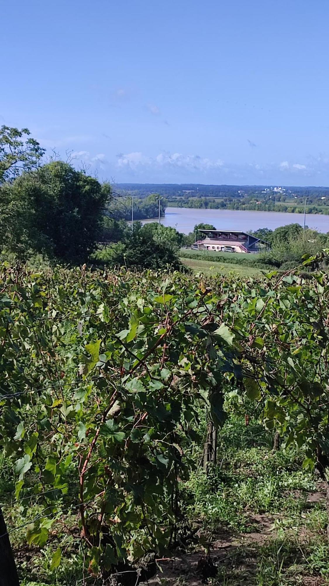 Maison Charmeilles - La Suite Pomerol Fronsac  المظهر الخارجي الصورة
